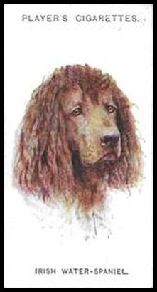 35 Irish Water Spaniel